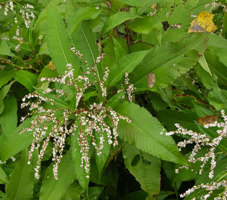 image of Persicaria wallichii var. wallichii, Himalayan Knotweed, Kashmir Plume, cultivated knotweed