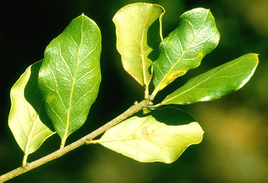 image of Quercus myrtifolia, Myrtle Oak