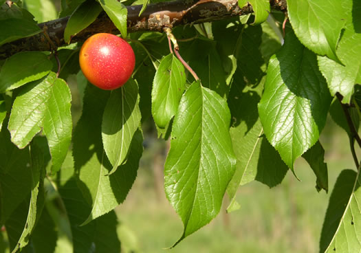 image of Prunus hortulana, Hortulan Plum, Wild-goose Plum