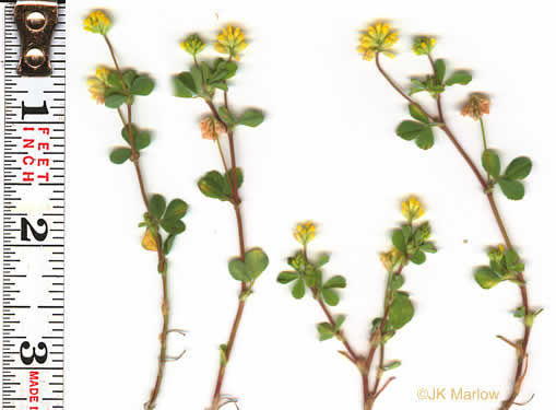 image of Trifolium dubium, Least Hop Clover, Low Hop Clover, Suckling Clover, Little Hop Clover