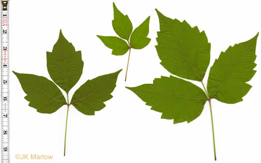 image of Toxicodendron radicans var. radicans, Eastern Poison Ivy