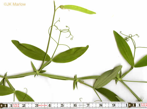 Lathyrus latifolius, Everlasting Pea, Perennial Sweet Pea