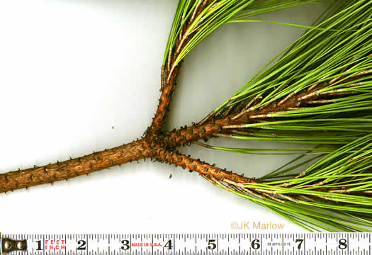 image of Pinus taeda, Loblolly Pine, Old Field Pine