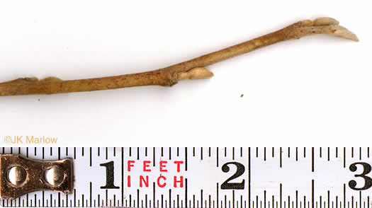 image of Hamamelis virginiana var. virginiana, American Witch-hazel, Northern Witch-hazel