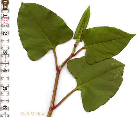 image of Reynoutria japonica, Japanese Knotweed