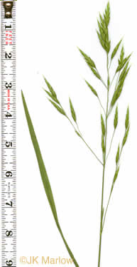 image of Bromus catharticus var. catharticus, Rescue Grass