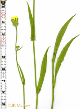 Pyrrhopappus carolinianus, Carolina False-dandelion, Carolina Desert-chicory