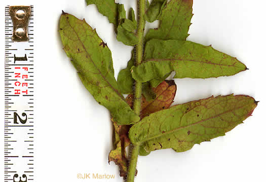 image of Heterotheca subaxillaris, Camphorweed