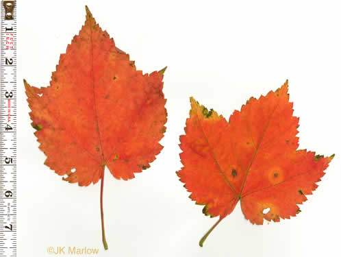 Acer spicatum, Mountain Maple