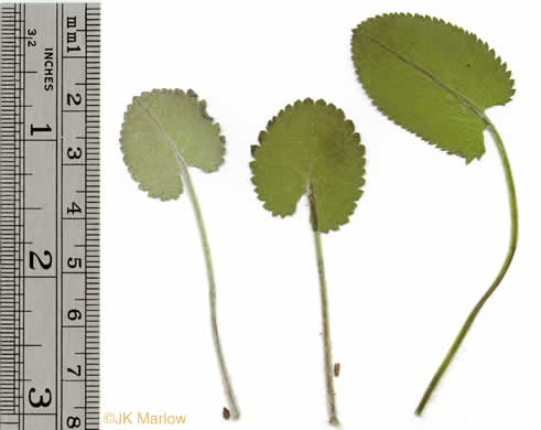 image of Packera serpenticola, Buck Creek Ragwort, Serpentine Ragwort, Rattlesnake Groundsel, Buck Creek Groundsel