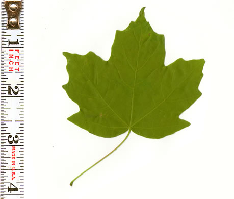 image of Acer leucoderme, Chalk Maple, Small Chalk Maple, White-bark Maple