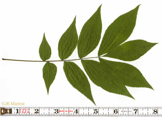 image of Carya cordiformis, Bitternut Hickory