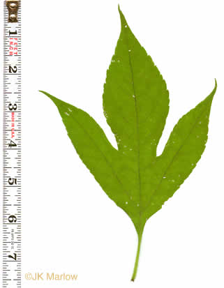 Ambrosia trifida var. trifida, Giant Ragweed, Great Ragweed