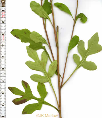 image of Nabalus trifoliolatus, Gall-of-the-earth, Three-leaved Rattlesnake-root