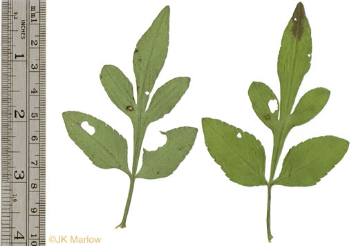 image of Bidens alba var. radiata, Hairy Beggarticks, Shepherd's Needles, White Beggarticks