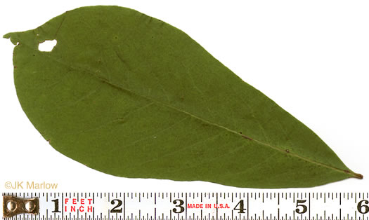 image of Asimina parviflora, Small-flowered Pawpaw, Small-fruited Pawpaw, Dwarf Pawpaw