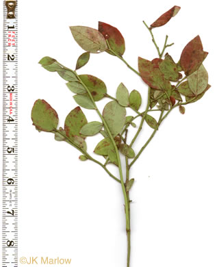 image of Vaccinium pallidum, Dryland Blueberry, Lowbush Blueberry, Upland Low Blueberry, Hillside Blueberry