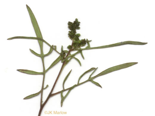 image of Ambrosia porcheri, Outcrop Ragweed