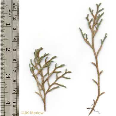 image of Bryodesma tortipilum, Twisted-hair Spikemoss