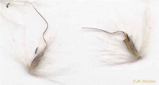 Erianthus alopecuroides, Silver Plumegrass
