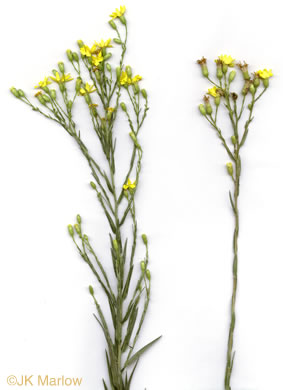 image of Pityopsis aspera var. adenolepis, Carolina Silkgrass, Pineland Silkgrass, Grassleaf Goldenaster