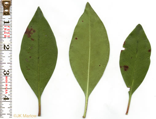 image of Kalmia latifolia, Mountain Laurel, Ivy, Calico-bush, Mountain Ivy