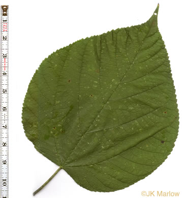 image of Morus rubra, Red Mulberry