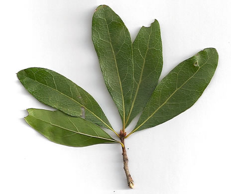 image of Quercus laurifolia, Laurel Oak, Swamp Laurel Oak, Diamond Leaf Oak