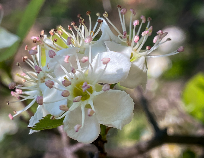 Crataegus aff. pinetorum, pineland hawthorn