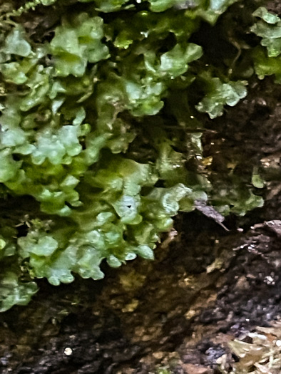 image of Hymenophyllum tunbrigense, Tunbridge Filmy-fern, Tunbridge Fern
