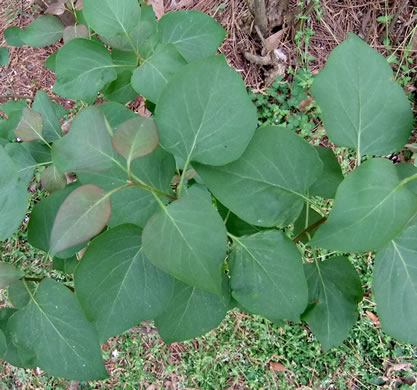 image of Syringa vulgaris, Common Lilac, French Lilac