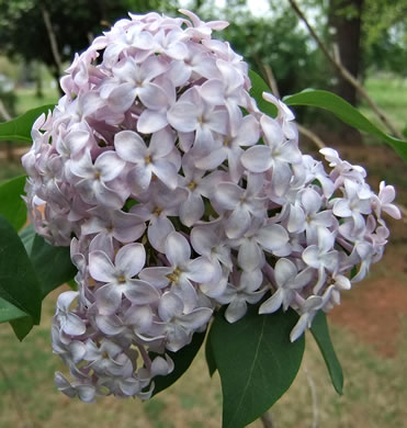 image of Syringa vulgaris, Common Lilac, French Lilac