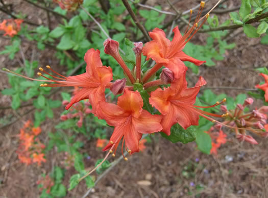 image of Rhododendron flammeum, Oconee Azalea