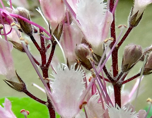 Whorled Horsebalm (Collinsonia verticillata)