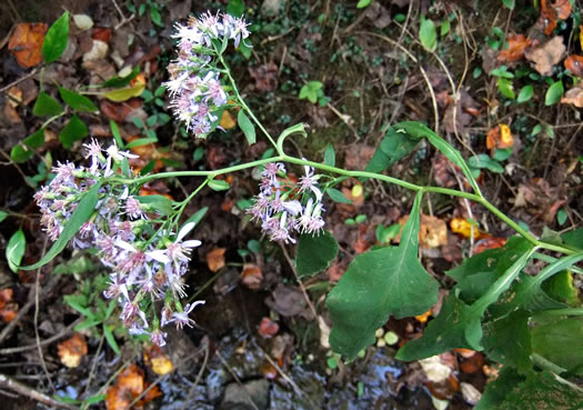 image of Symphyotrichum urophyllum, White Arrowleaf Aster, Arrowleaf Blue Wood Aster