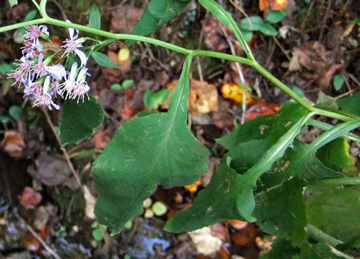 image of Symphyotrichum urophyllum, White Arrowleaf Aster, Arrowleaf Blue Wood Aster