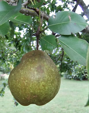 image of Pyrus communis, Common Pear