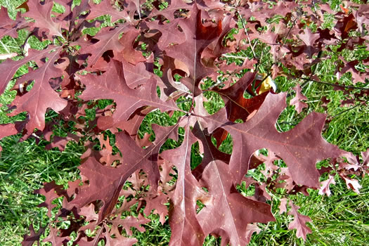 Quercus texana, Nuttall Oak, Texas Red Oak