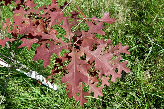 image of Quercus texana, Nuttall Oak, Texas Red Oak