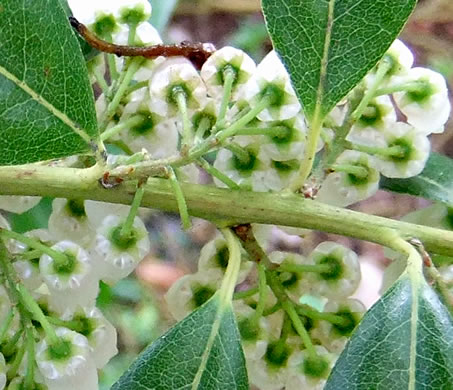 image of Agarista populifolia, Tall Fetterbush, Florida Leucothoe, Florida Hobblebush, Agarista