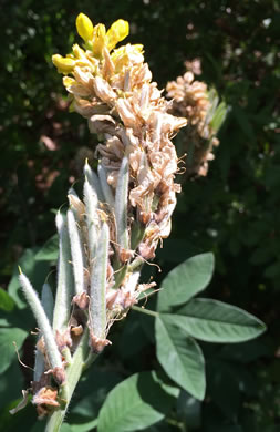 image of Thermopsis villosa, Aaron's Rod, Blue Ridge Golden-banner, Hairy Bush Pea