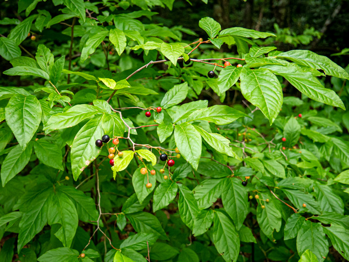 image of Vaccinium erythrocarpum, Bearberry, Highbush Cranberry, Mountain Cranberry