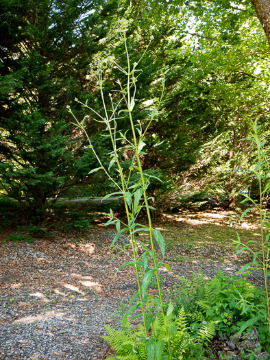 image of Verbena bonariensis, Purpletop Vervain, Tall Vervain