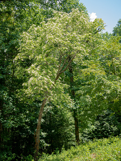 image of Oxydendrum arboreum, Sourwood, Sorrel-tree