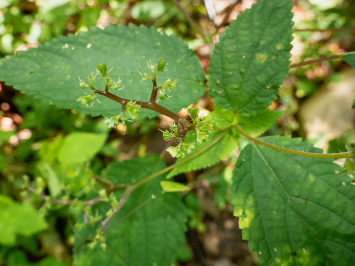 image of Laportea canadensis, Canada Wood-nettle
