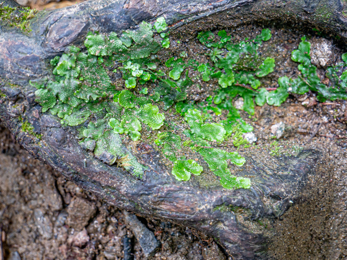 image of Vittaria appalachiana, Appalachian Shoestring Fern, "Appalachian gametophyte"