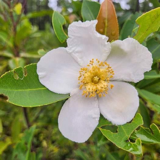 image of Gordonia lasianthus, Loblolly Bay, Gordonia