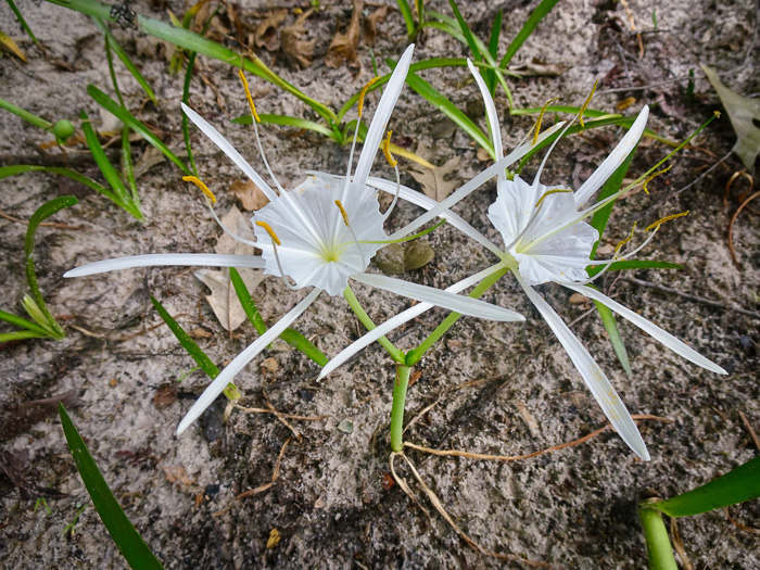image of Hymenocallis crassifolia, Carolina Spiderlily, Florida Spiderlily