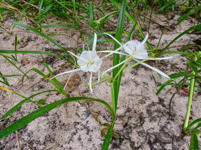 image of Hymenocallis crassifolia, Carolina Spiderlily, Florida Spiderlily