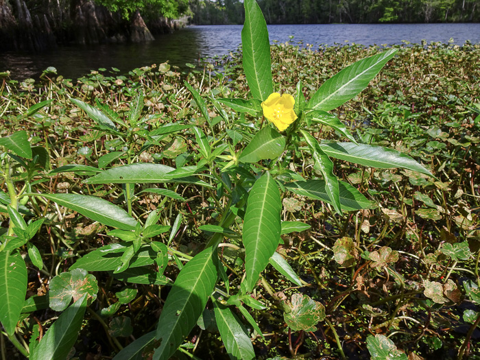 image of Ludwigia grandiflora, Showy Water-primrose, Large-flower Water-primrose